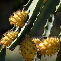 Dragon Fruit, Pitahaya, sárkány szív, pitahaya, sárkány szeme nevét és osztályát hasznos tulajdonságai