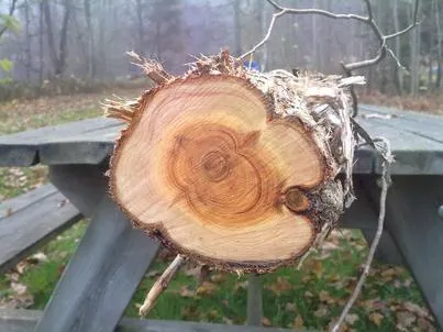 Wood tulajdonságait fa különböző fajok (species) Wood tulajdonságait fa különböző fajok