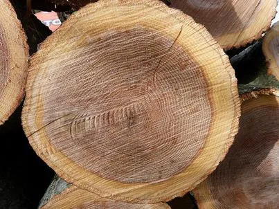 Wood tulajdonságait fa különböző fajok (hullámos évgyűrűk) Wood tulajdonságait fa különböző fajok