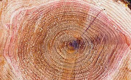Wood tulajdonságait fa különböző fajok (különböző) Wood tulajdonságait fa különböző fajok