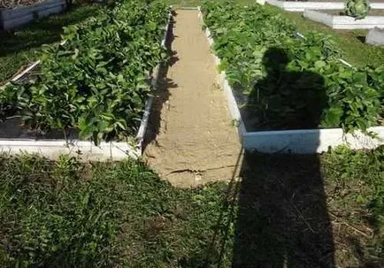Paths két ágy között az ország saját kezűleg fotó