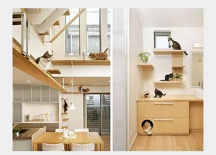House Cat