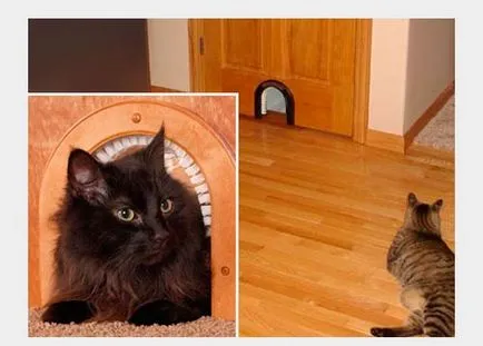 House Cat