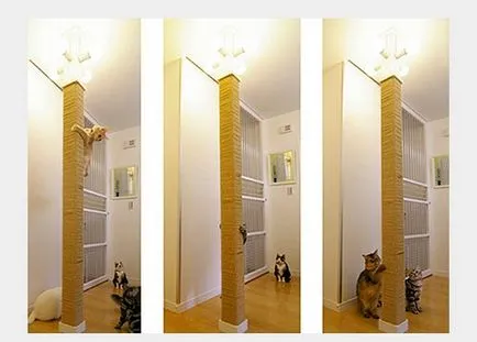 House Cat