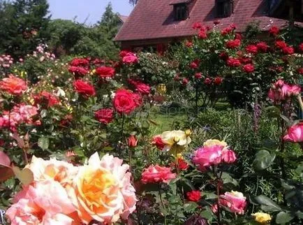 Vázlatok kerttervezés - hogyan kell építeni egy szép Rose Garden (Rózsakert) Vázlatok kerttervezés - hogyan lehet létrehozni egy gyönyörű rózsakert