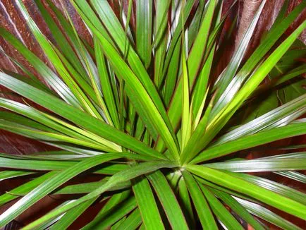 Dracaena határolt - ellátás az otthoni videó környezet fotók (ellátás) Dracaena határolt - ellátás a házi videofelvételek, fényképek