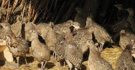 Fácán tenyésztés és a tartalom otthon kezdőknek (növekvő) Fácán tenyésztés és a tartalom otthon kezdőknek