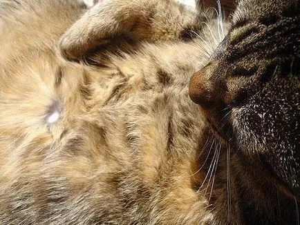 Tedd macskák köldök megtudja, ha a macska a köldök (macska) Ne macskák köldök megtudja, ha a macska a köldök
