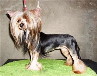Fényképek frizurával pomerániai és Yorkshire terrier, ápolás - ápolás (grooming kutya) Fényképek frizurával pomerániai és Yorkshire terrier, ápolás - ápolás