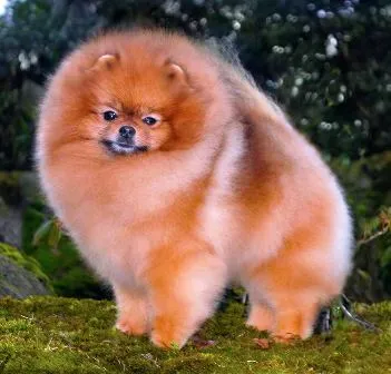 Fényképek frizurával pomerániai és Yorkshire terrier, ápolás - ápolás (fotó) Fényképek frizurával pomerániai és Yorkshire terrier, ápolás - ápolás
