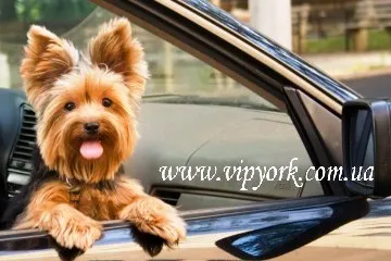 Fényképek frizurával pomerániai és Yorkshire terrier, ápolás - ápolás (fodrász mancsok) Fényképek frizurával pomerániai és Yorkshire terrier, ápolás - ápolás