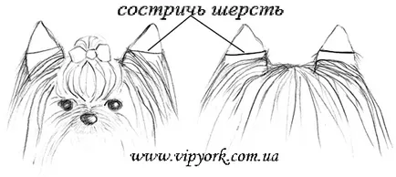 Fényképek frizurával pomerániai és Yorkshire terrier, ápolás - ápolás (Yorkshire terrier) Fényképek frizurával pomerániai és Yorkshire terrier, ápolás - ápolás