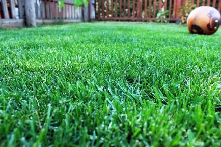 Lawn bluegrass
