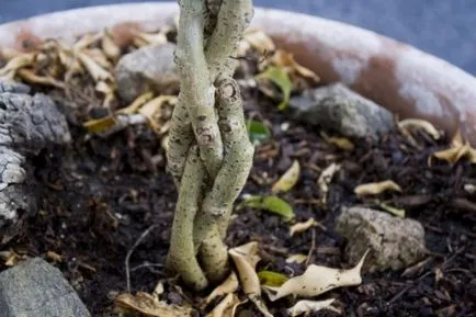 Formation egy korona Ficus benjamina