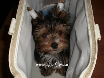 Fényképek frizurával pomerániai és Yorkshire terrier, ápolás - hajápoló (fodrász Yorkshire terrier) Fényképek frizurával pomerániai és Yorkshire terrier, ápolás - ápolás