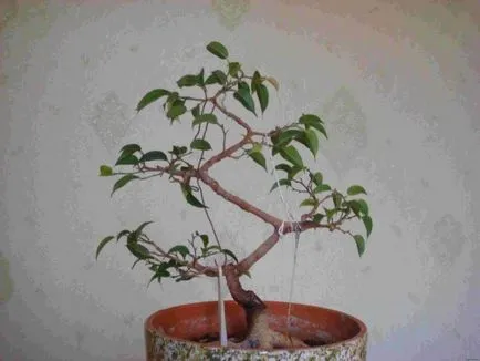 Formation egy korona Ficus benjamina