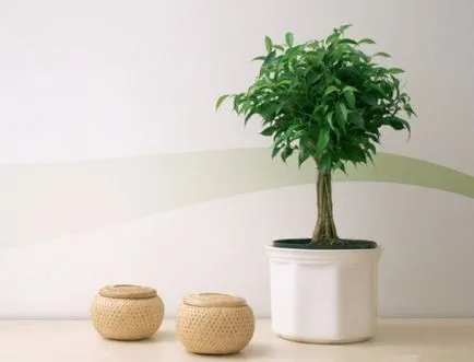 Formation egy korona Ficus benjamina