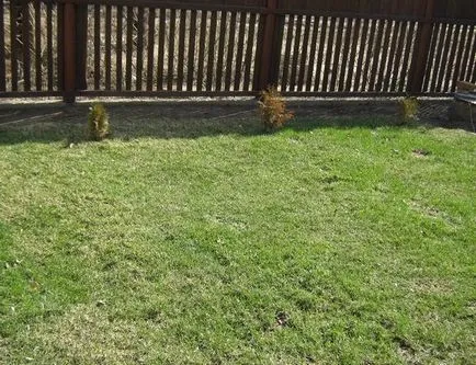 Lawn bluegrass