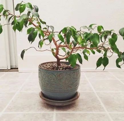 Formation egy korona Ficus benjamina