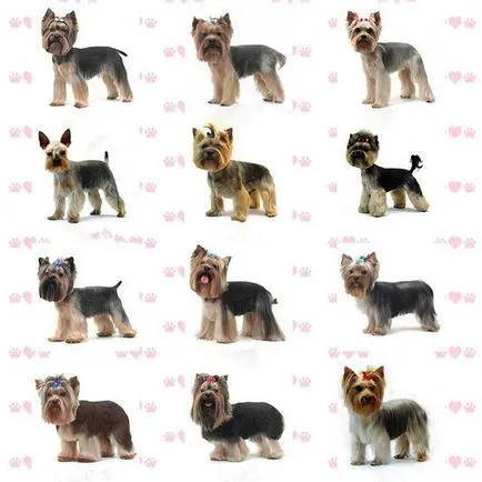 Fényképek frizurával pomerániai és Yorkshire terrier, ápolás - ápolás (a kutya) Fényképek frizurával pomerániai és Yorkshire terrier, ápolás - ápolás