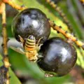 Granadilla - hogyan kell enni - hasznos tulajdonságok és ellenjavallatok (ellenjavallat) Granadilla - hogyan kell enni - hasznos tulajdonság és ellenjavallatok