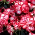 Hibiscus kert