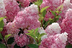 Hortenzia paniculata „Pink Winky»( «rózsaszínű Winky») - fotó, leírás, telepítési és karbantartási, valós (ültetés) Hortenzia paniculata „Pink Winky»( «rózsaszínű Winky») - fotó, leírás, telepítési és ápolási vélemények