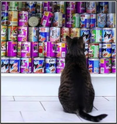 Amennyiben elhagyni a macska a kiadás időpontjában (cat) Amennyiben elhagyni a macska nyaralni