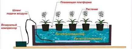 Hydroponics otthon saját kezűleg