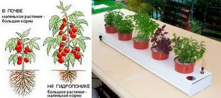 Hydroponics otthon saját kezűleg