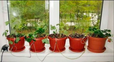 Hydroponics otthon saját kezűleg
