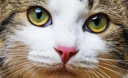 Herpes macskáknál lehetséges okai és kezelése (herpesz) Herpes macskáknál a lehetséges okokat és a kezelés