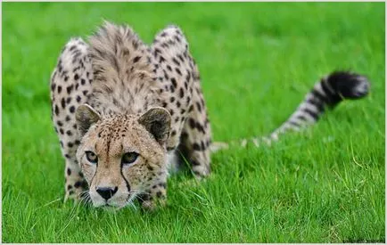 Cheetah Photo & Video, fajta leírás, karakter és életmód