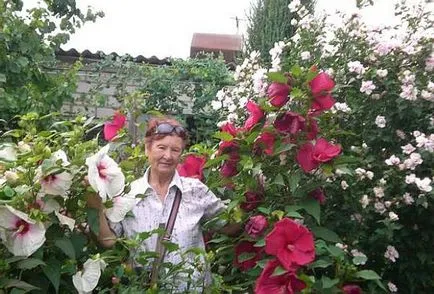 Hibiscus fa kerti - gondozás és tenyésztés, ültetés és nő, mint télen a kertben, fotó,