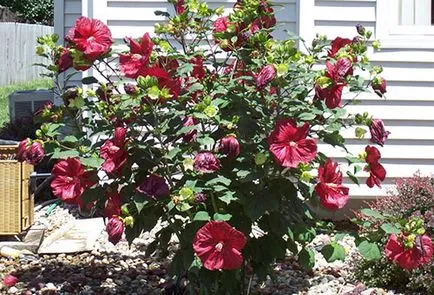 Hibiscus kerti termesztése és karbantartási szabadföldön (hibiszkusz) Hibiscus kerti termesztése és karbantartás a nyílt terepen