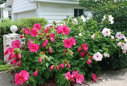 Hibiscus kerti termesztése és karbantartási szabadföldön (hibiszkusz kert művelési ellátás) Hibiscus kerti termesztése és karbantartás a nyílt terepen