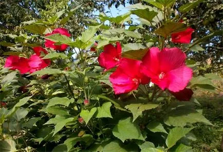 Hibiscus kert