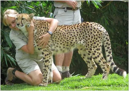 Cheetah Photo & Video, fajta leírás, karakter és életmód