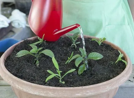 Heliotrope vető és termesztése palánták, a mester osztályt a fényképet (lépésről lépésre) Heliotrope vető és termesztése palánták, a mester osztályt a fénykép