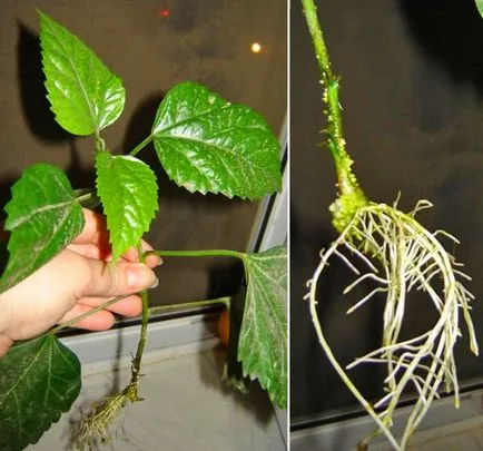 Hibiscus fa kerti - gondozás és tenyésztés, ültetés és nő, mint télen a kertben, fotó,