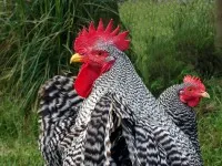 Inkubátor a kezüket a hűtőből