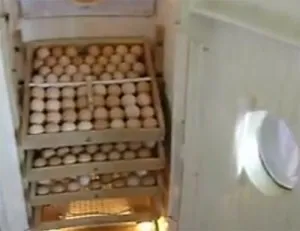 Inkubátor a kezüket a hűtőből