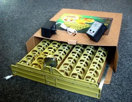 Arról, hogy hogyan lehet egy egyszerű vagy automatikus inkubátorban kezük