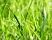 Mesterséges Turf - alternatívájaként, vagy egy halvány hasonlóságot mutat a természetes (fű) Mesterséges Turf - alternatívájaként, vagy egy halvány hasonlóságot mutat a természetes