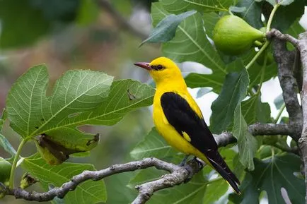 Rigók sárgarigó fotó és leírás a madár (fotó orioles ág) Rigók sárgarigó fotó és leírás a madár
