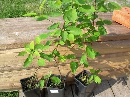 Saskatoon ültetés, termesztés és karbantartási ősszel, mikor és hogyan kell levágni