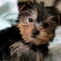 Yorkshire terrier fajta leírás, fotó és videó