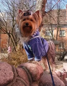 Yorkshire terrier - leírását, gondoskodás, fotók, ahol vásárolni York, „hogy mancs” (leírás) Yorkshire terrier - leírását, gondoskodás, fotók, ahol vásárolni York, „hogy mancs”