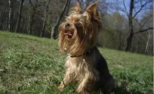 Yorkshire terrier - leírását, gondoskodás, fotók, ahol vásárolni York, Yorkshire terrier - leírását, gondoskodás, fotók, ahol vásárolni York, „hogy mancs”