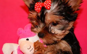 Yorkshire terrier leírása az előnye és hátránya a fajta (Yorkshire) Yorkshire terrier leírása az előnye és hátránya a fajta